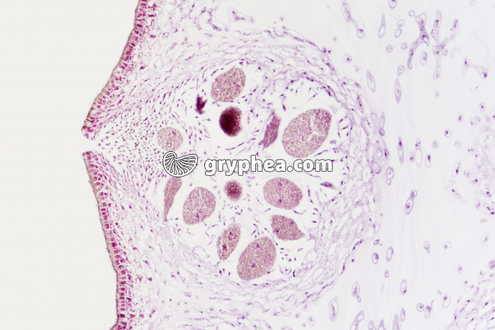Fucus dioïque - conceptacle femelle en CL x25 - gryphea.com